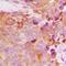 Breast Carcinoma Amplified Sequence 4 antibody, LS-C368887, Lifespan Biosciences, Immunohistochemistry frozen image 