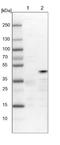 Tuftelin 1 antibody, NBP1-87446, Novus Biologicals, Western Blot image 