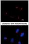 Thyroid receptor-interacting protein 11 antibody, MA1-23294, Invitrogen Antibodies, Immunofluorescence image 