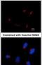 Thyroid Hormone Receptor Interactor 11 antibody, MA1-23294, Invitrogen Antibodies, Immunofluorescence image 