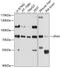 Junctophilin 4 antibody, 13-586, ProSci, Western Blot image 