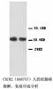 C-X-C Motif Chemokine Receptor 2 antibody, LS-C171552, Lifespan Biosciences, Western Blot image 