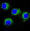 NLR Family Pyrin Domain Containing 3 antibody, M00034, Boster Biological Technology, Immunofluorescence image 