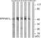 Putative serine/threonine-protein phosphatase 4 regulatory subunit 1-like antibody, abx014870, Abbexa, Western Blot image 