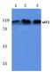 Elongation factor 2 antibody, AP06094PU-N, Origene, Western Blot image 