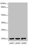 Fas apoptotic inhibitory molecule 1 antibody, LS-C380158, Lifespan Biosciences, Western Blot image 