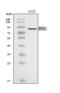 BR serine/threonine-protein kinase 1 antibody, A05997-2, Boster Biological Technology, Western Blot image 