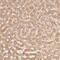 Canopy FGF Signaling Regulator 2 antibody, FNab01815, FineTest, Immunohistochemistry frozen image 