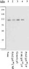 Protein Tyrosine Kinase 2 Beta antibody, ab4800, Abcam, Western Blot image 