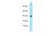 LIM Domain Only 2 antibody, PA5-68979, Invitrogen Antibodies, Western Blot image 