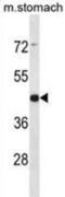 Arrestin Domain Containing 1 antibody, abx028523, Abbexa, Western Blot image 