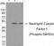 Neutrophil Cytosolic Factor 1 antibody, GTX55323, GeneTex, Western Blot image 