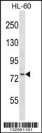 CAMP Regulated Phosphoprotein 21 antibody, 56-812, ProSci, Western Blot image 