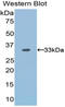 OTU Deubiquitinase, Ubiquitin Aldehyde Binding 1 antibody, LS-C295740, Lifespan Biosciences, Western Blot image 