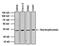 Nucleophosmin 1 antibody, MA3-086, Invitrogen Antibodies, Western Blot image 