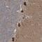 CDP-Diacylglycerol Synthase 1 antibody, PA5-57563, Invitrogen Antibodies, Immunohistochemistry frozen image 