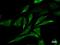 Caspase recruitment domain-containing protein 8 antibody, LS-C342392, Lifespan Biosciences, Immunofluorescence image 