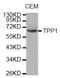 Tripeptidyl Peptidase 1 antibody, abx004789, Abbexa, Western Blot image 