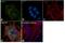 Ubiquitin C-Terminal Hydrolase L1 antibody, PA1-20158, Invitrogen Antibodies, Immunofluorescence image 
