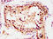 Goosecoid Homeobox antibody, LS-C674541, Lifespan Biosciences, Immunohistochemistry paraffin image 