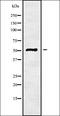 Mediator Complex Subunit 22 antibody, orb338410, Biorbyt, Western Blot image 