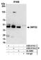 SET And MYND Domain Containing 2 antibody, A303-011A, Bethyl Labs, Immunoprecipitation image 