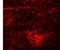 Signal Induced Proliferation Associated 1 Like 3 antibody, NBP2-81902, Novus Biologicals, Immunofluorescence image 