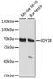 Chromodomain Y-Linked 1B antibody, 16-118, ProSci, Western Blot image 