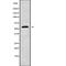 Angiopoietin 4 antibody, abx148192, Abbexa, Western Blot image 