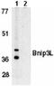 BCL2 Interacting Protein 3 Like antibody, ab8399, Abcam, Western Blot image 