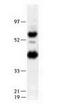 Lipase G, Endothelial Type antibody, TA301496, Origene, Western Blot image 