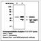 Mitogen-Activated Protein Kinase Kinase 6 antibody, LS-C62153, Lifespan Biosciences, Immunoprecipitation image 