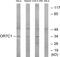 Olfactory Receptor Family 7 Subfamily C Member 1 antibody, GTX87378, GeneTex, Western Blot image 