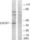 Atypical Chemokine Receptor 3 antibody, A30784, Boster Biological Technology, Western Blot image 