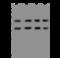 Hydroxyacyl-CoA Dehydrogenase Trifunctional Multienzyme Complex Subunit Beta antibody, 204445-T44, Sino Biological, Western Blot image 