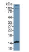Phosphohistidine Phosphatase 1 antibody, LS-C295892, Lifespan Biosciences, Western Blot image 