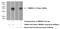 TMEM231 antibody, 23731-1-AP, Proteintech Group, Western Blot image 
