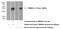 Transmembrane Protein 231 antibody, 23731-1-AP, Proteintech Group, Western Blot image 