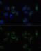 Clathrin Light Chain B antibody, GTX64881, GeneTex, Immunofluorescence image 
