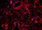 Selectin P Ligand antibody, orb6814, Biorbyt, Immunohistochemistry paraffin image 