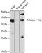 Tafazzin antibody, 14-600, ProSci, Western Blot image 