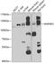 Mitogen-Activated Protein Kinase Kinase Kinase Kinase 5 antibody, 23-313, ProSci, Western Blot image 