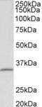 Fibrillarin antibody, LS-C155047, Lifespan Biosciences, Western Blot image 