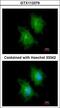 ATP Citrate Lyase antibody, LS-C109477, Lifespan Biosciences, Immunofluorescence image 