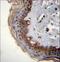 RNA Binding Motif Protein 42 antibody, LS-C162500, Lifespan Biosciences, Immunohistochemistry frozen image 
