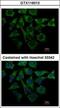 Loricrin antibody, GTX116013, GeneTex, Immunofluorescence image 