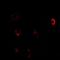Cystathionine-Beta-Synthase antibody, LS-C482280, Lifespan Biosciences, Immunofluorescence image 