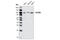 Clock Circadian Regulator antibody, 5157S, Cell Signaling Technology, Western Blot image 