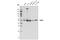 Ras Related GTP Binding D antibody, 4470T, Cell Signaling Technology, Western Blot image 