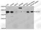 Eukaryotic Translation Initiation Factor 2 Subunit Alpha antibody, A0764, ABclonal Technology, Western Blot image 